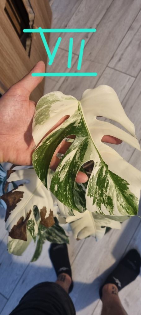 Monstera variegata 13 liści