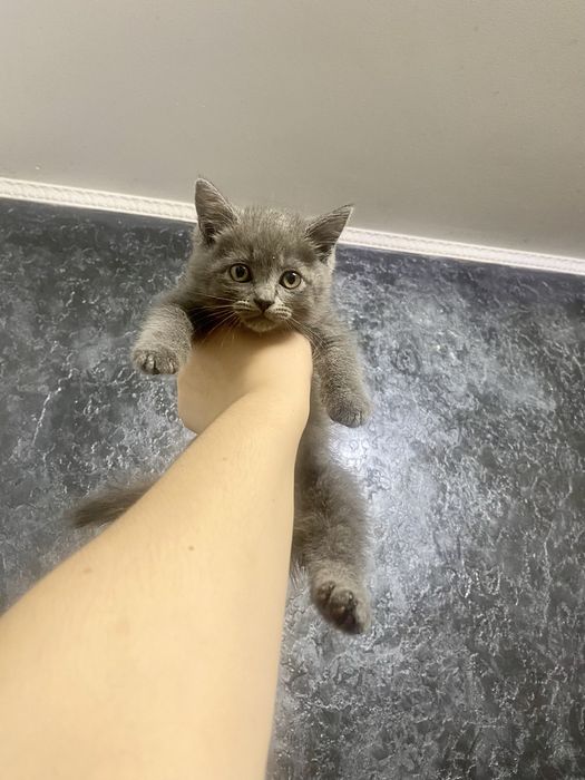 Котенята британці