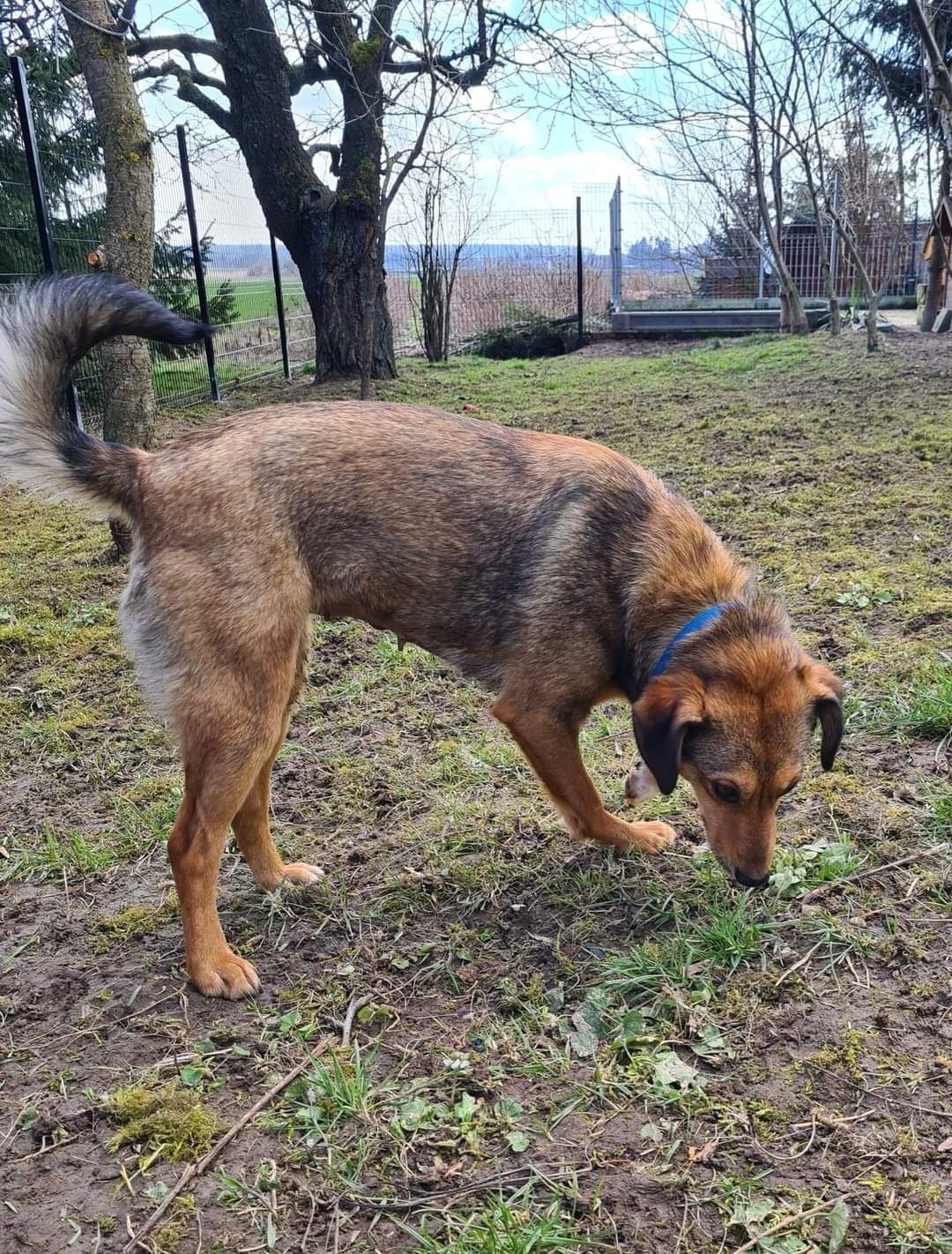 Drobna suczka czeka na dom