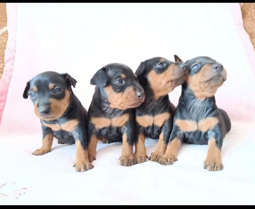 Pinczer miniaturowy szczeniak