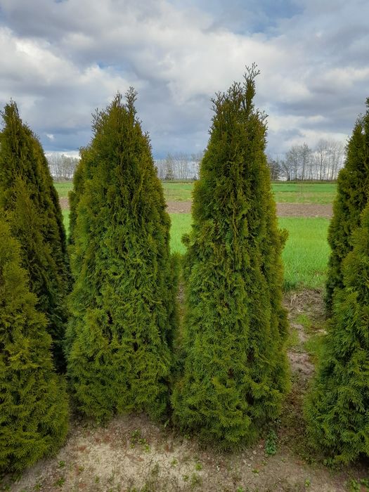Tuja szmaragd 1.90-200cm