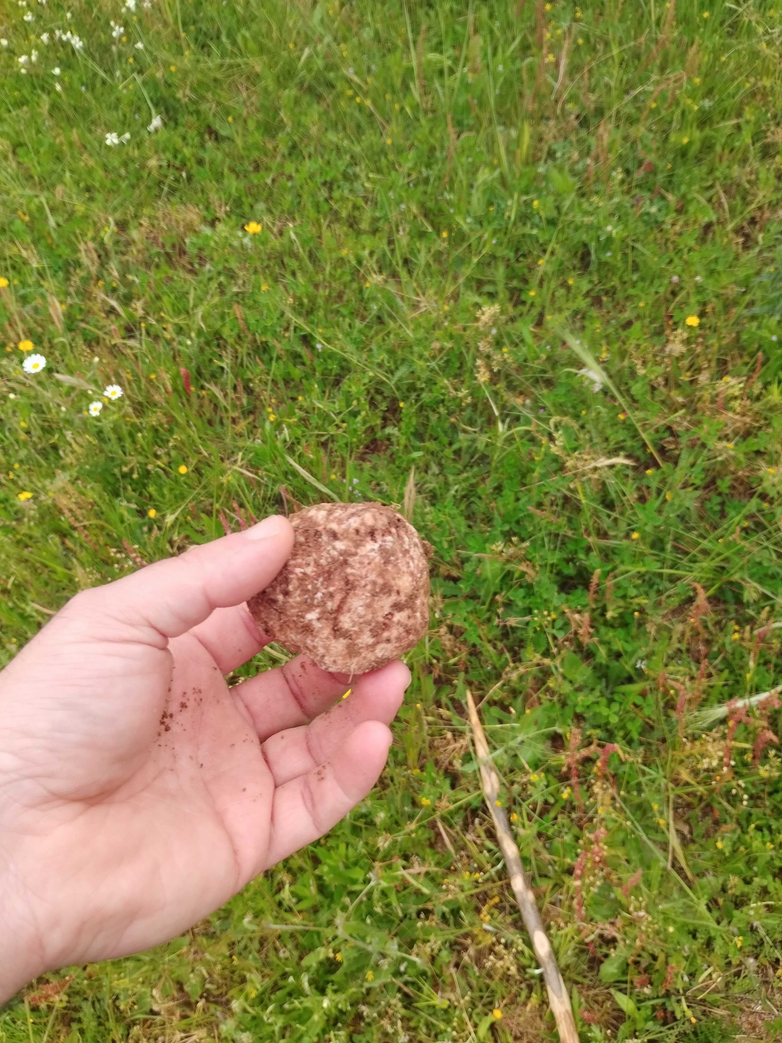 Tuberas, Tubaras, Trufas Alentejanas.