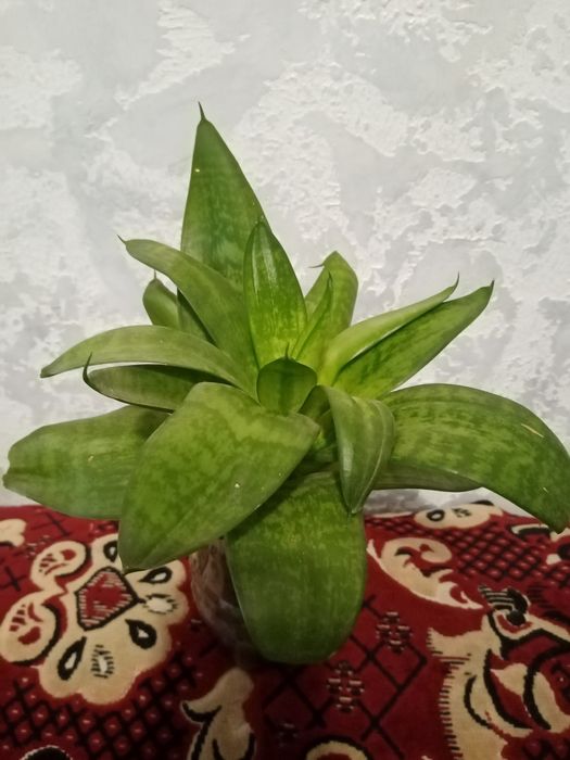 Цветок Рео комнатный и другие цветы