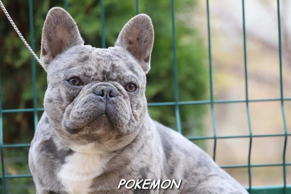 Голубий мерлє француз на в'язку