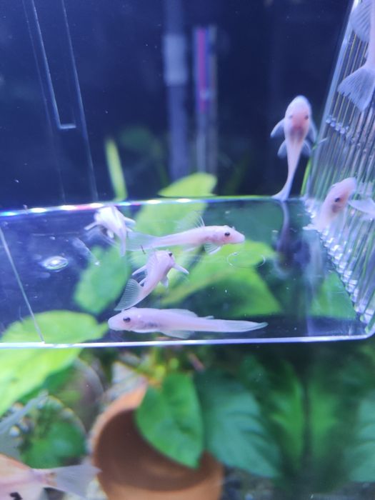 Glonojady snow white