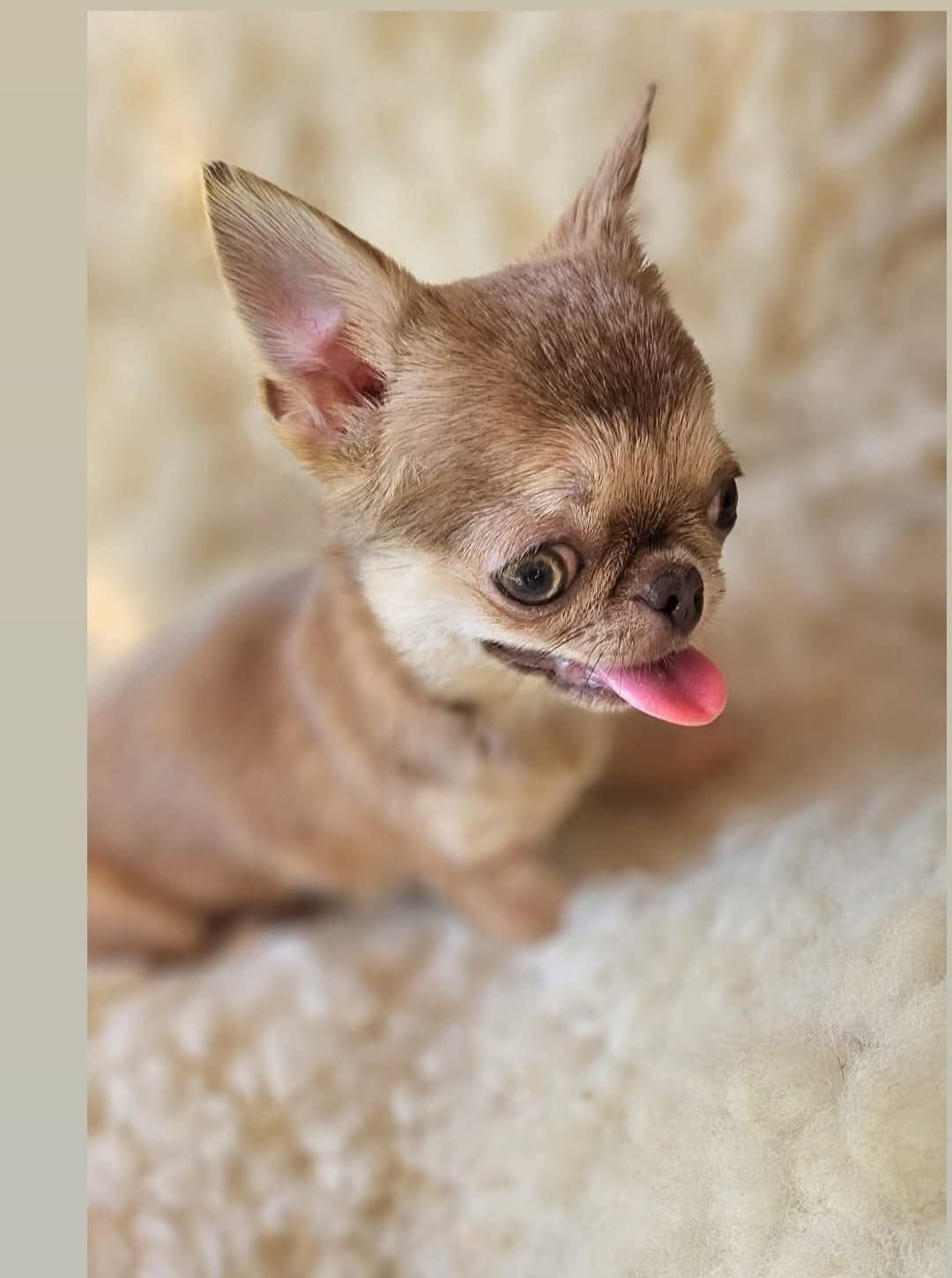 Chihuahua miniarurka isabela podpalana