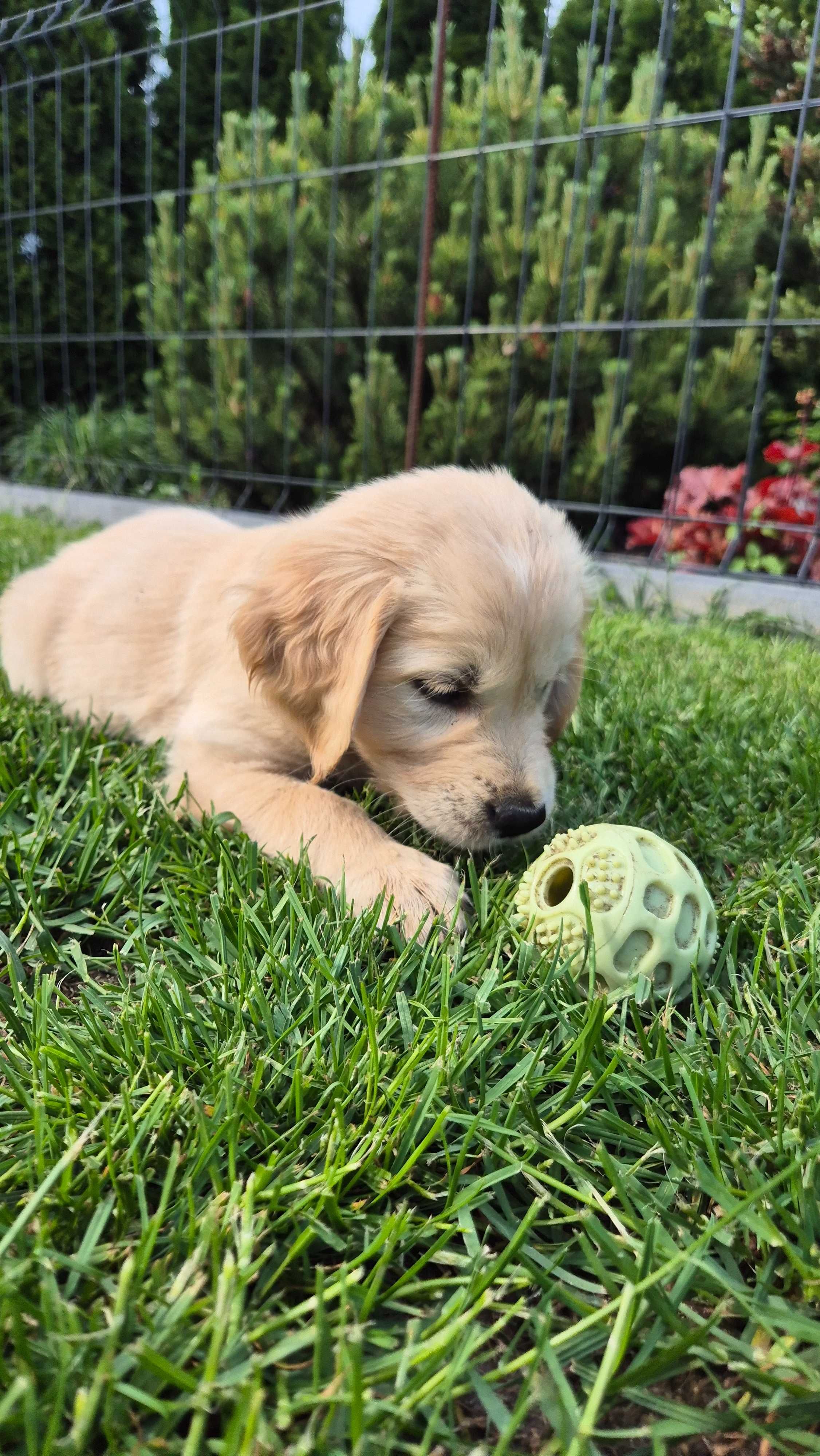 Golden Retriever ZKwP FCI