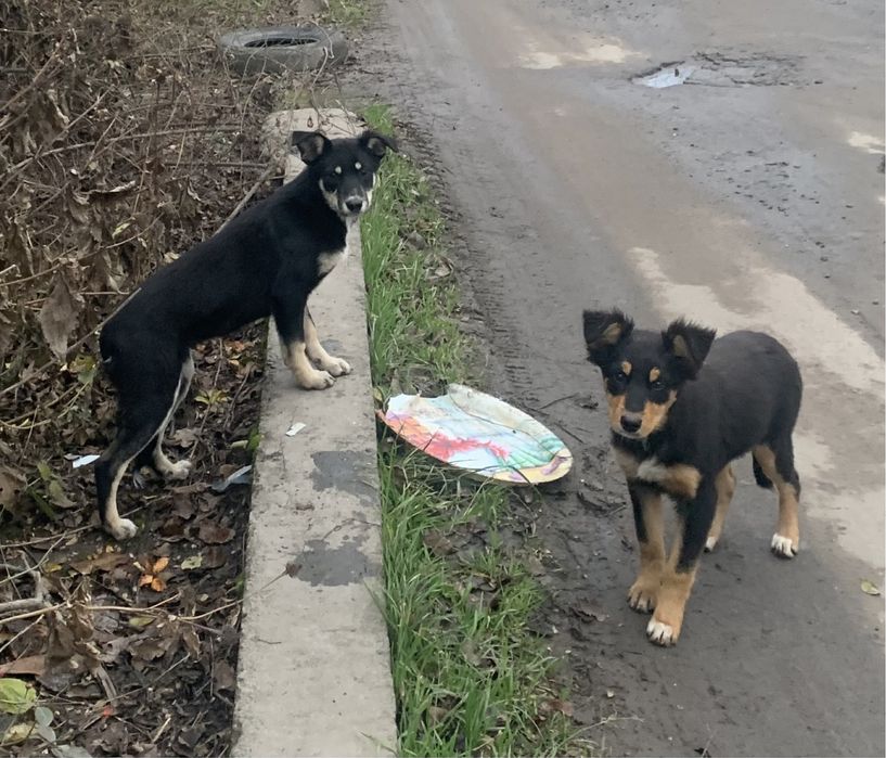 Щенки, девочки, хорошенькие .Беспризорные