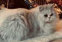 NAGRODA!! Zaginęła biała kotka Szkocka długowłosa