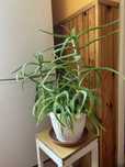 Aloes doniczkowy