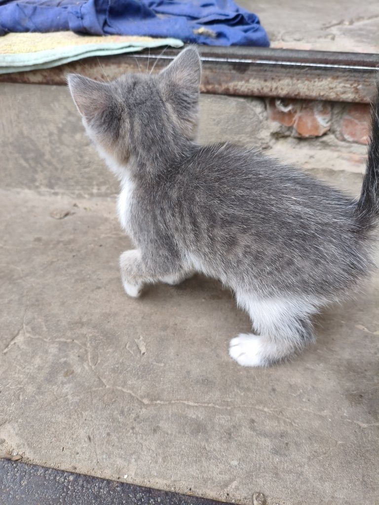 Віддам кошенят в добрі руки