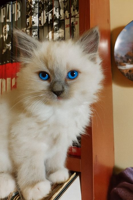 Ragdoll KOTKA    Wolna OD 31.X.25 badania, rodowód, kuweta