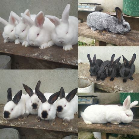 Продаю кролі різних порід