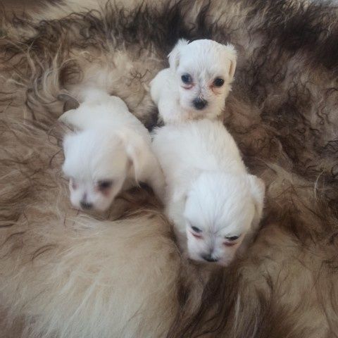 Piesek Samiczka Suczka Suka Maltańczyk Miniaturka