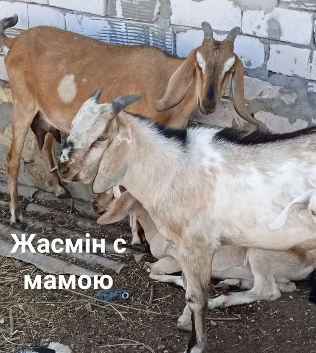 Продам АНубійских
