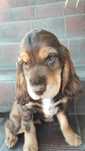 Cocker Spaniel piesek