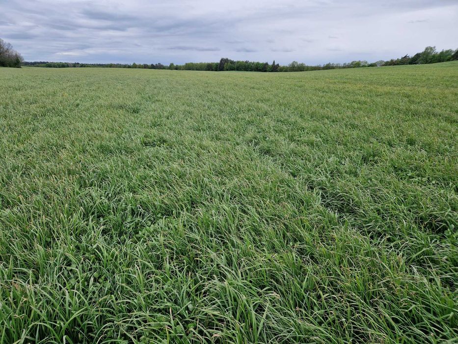 Bele sianokiszonka z traw gruntowych koniczyna lucerna