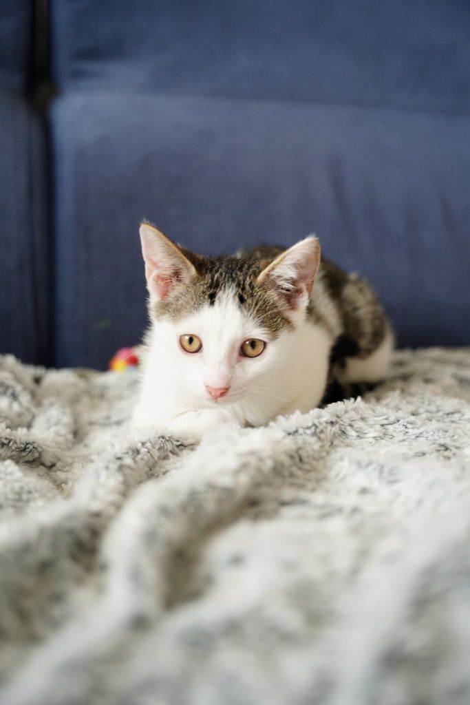 Bobiś do adopcji