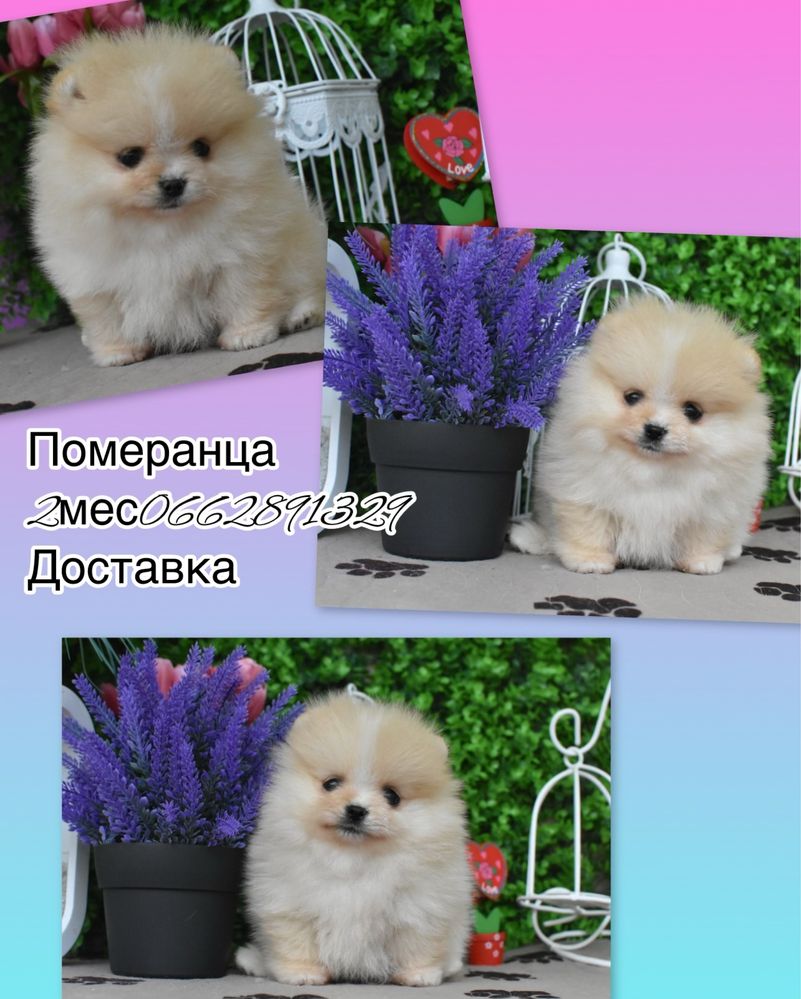 Девочка шпиц