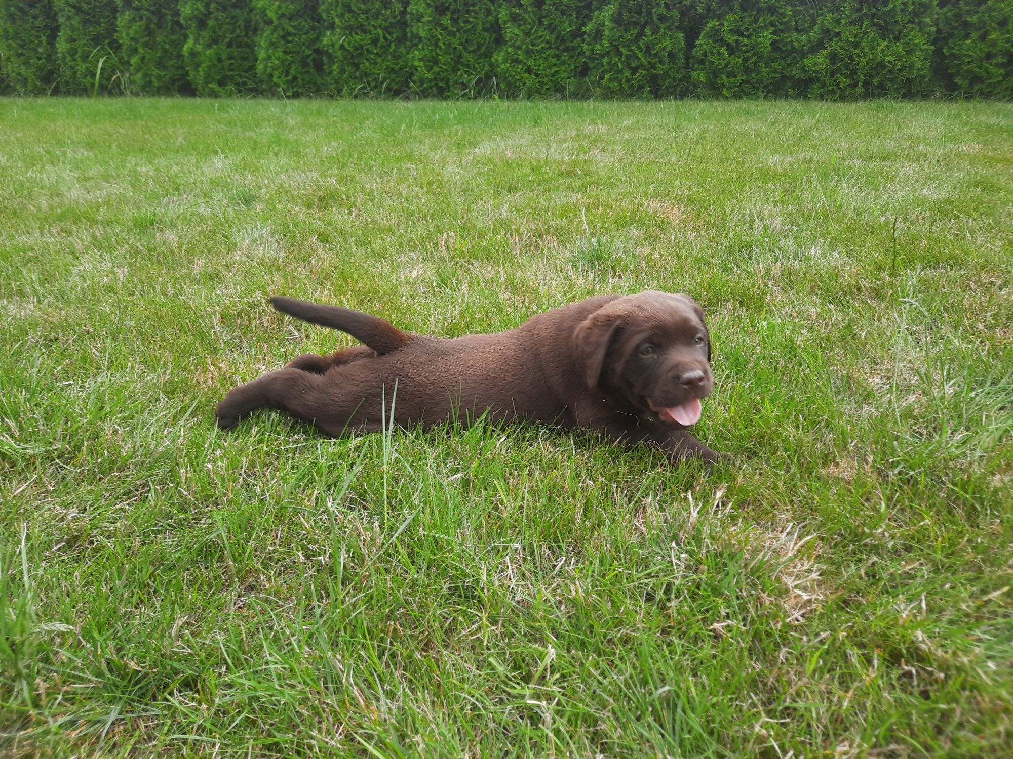 Labrador piesek zapraszam