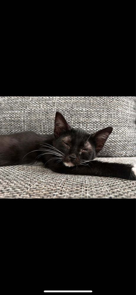 Kociaki do adopcji