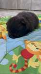 Szpic pomeranian boy