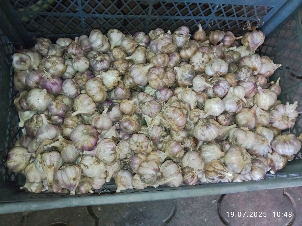 Продам часник зимовий 9кг