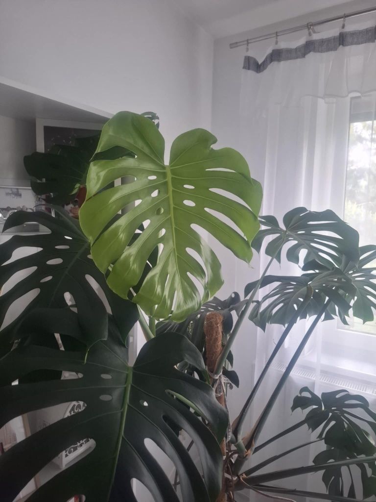 Kwiat Monstera Deliciosa