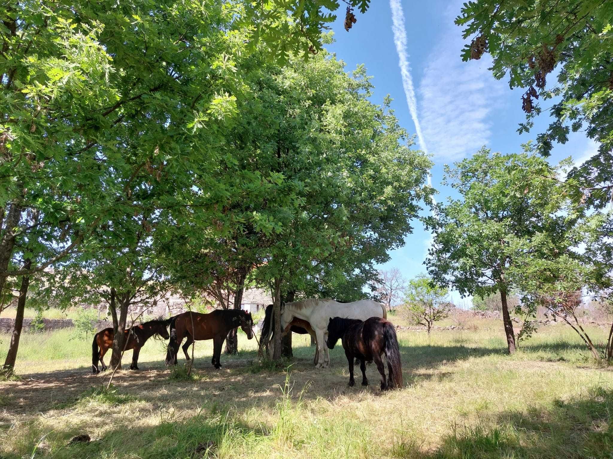 Cavalos a Penso em nosso adorável manada