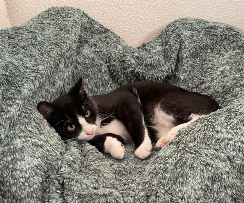 Gatinho para adoção