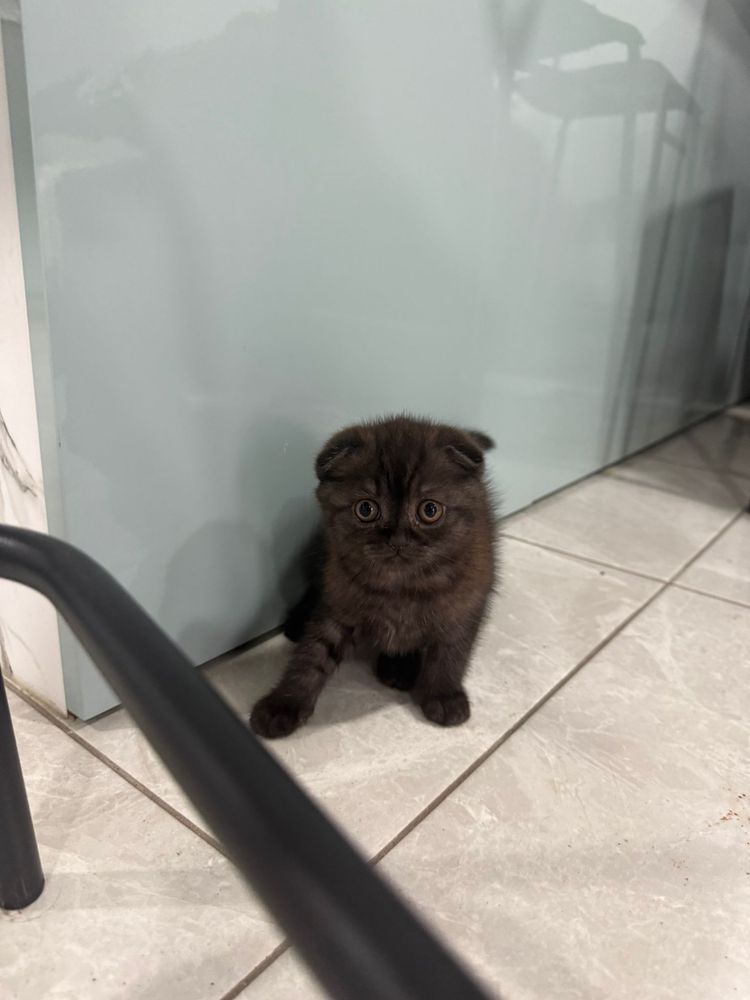 Gatinha Scottish Fold