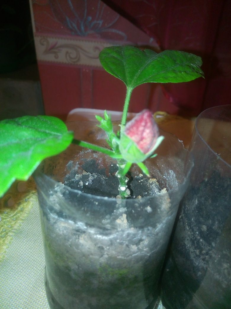 Гібіскус червоний махровий (китайська роза) 70 грн