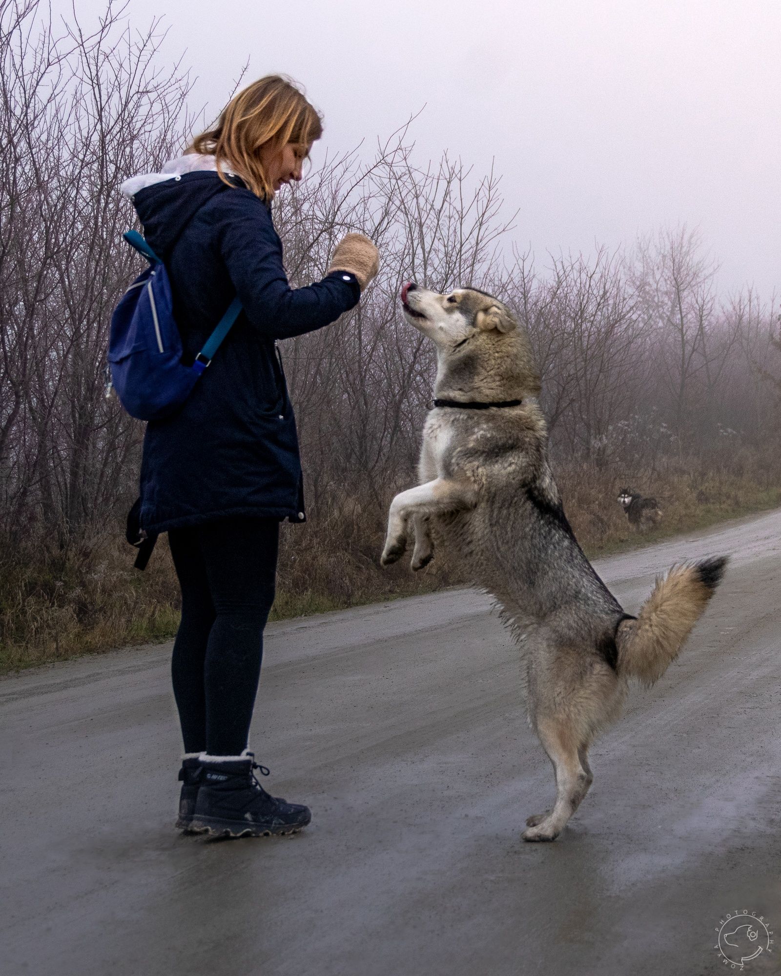 Siberian Husky FCI ZKwP - planowany miot