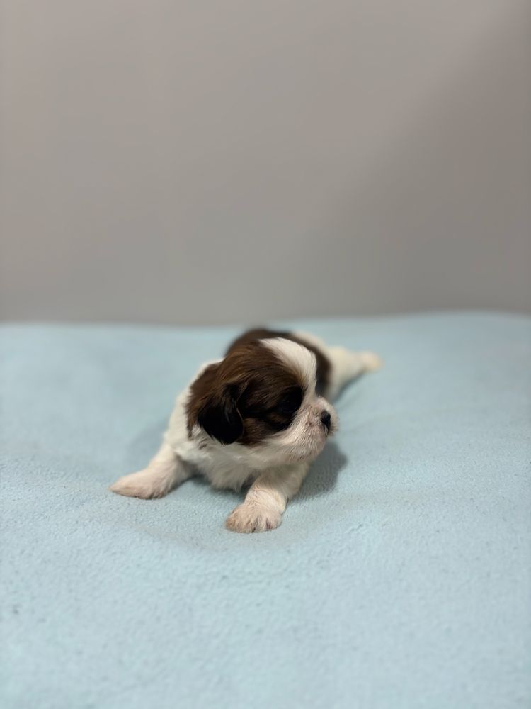 Szczeniak Shih Tzu - LEO