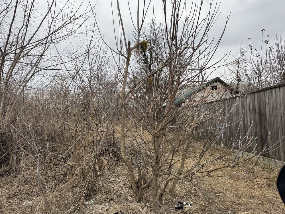 Васильків Березанщина Кобці продаж 40 соток під забудову