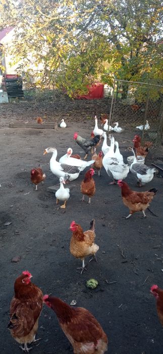 Kaczki francuskie i kaczory