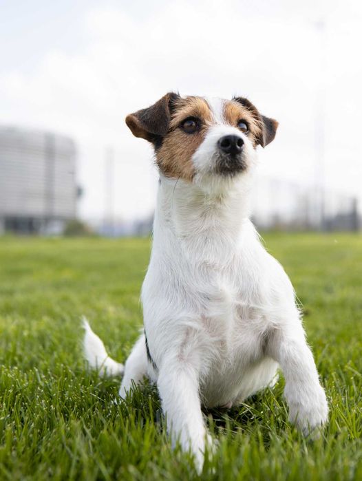 Jack Russell Terrier ZKwP FCI piękna suczka po CH.,PL
