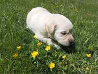 Suczka Labrador Retriever-biszkoptowy szczeniaczek.