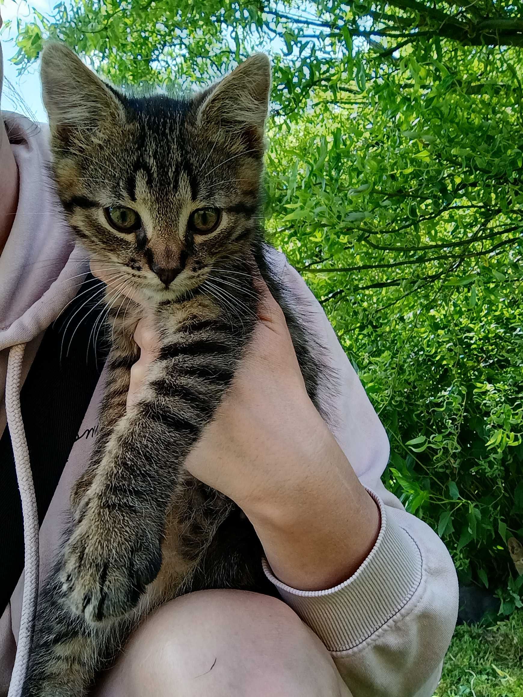 Oddam kotki w dobre ręce