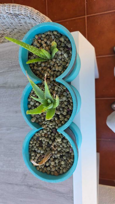 Plantas: Citronela, Catos, Aloe Vera, Sardinheiras