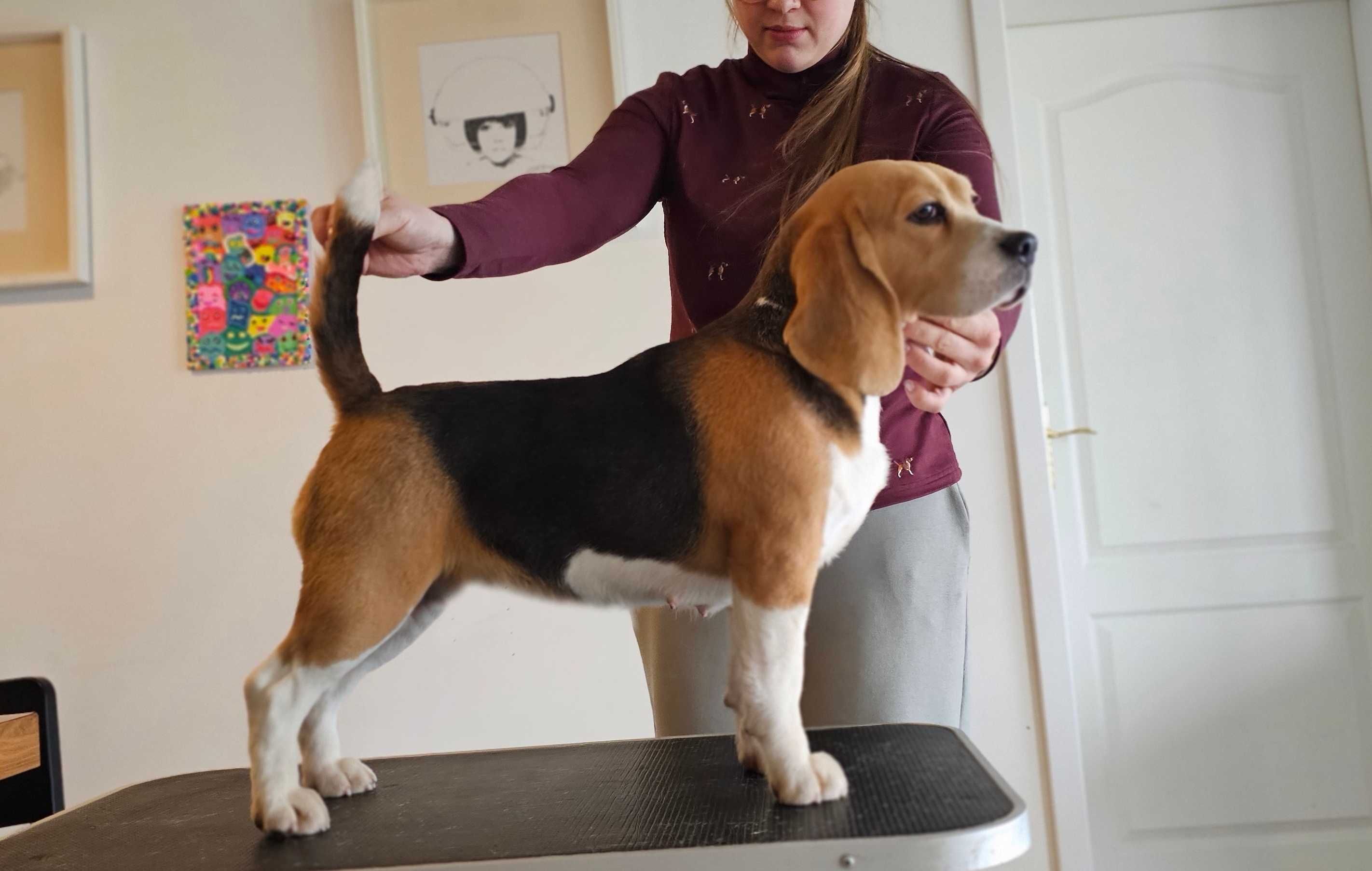 BEAGLE-piesek z hodowli z tradycjami,ZKwP,