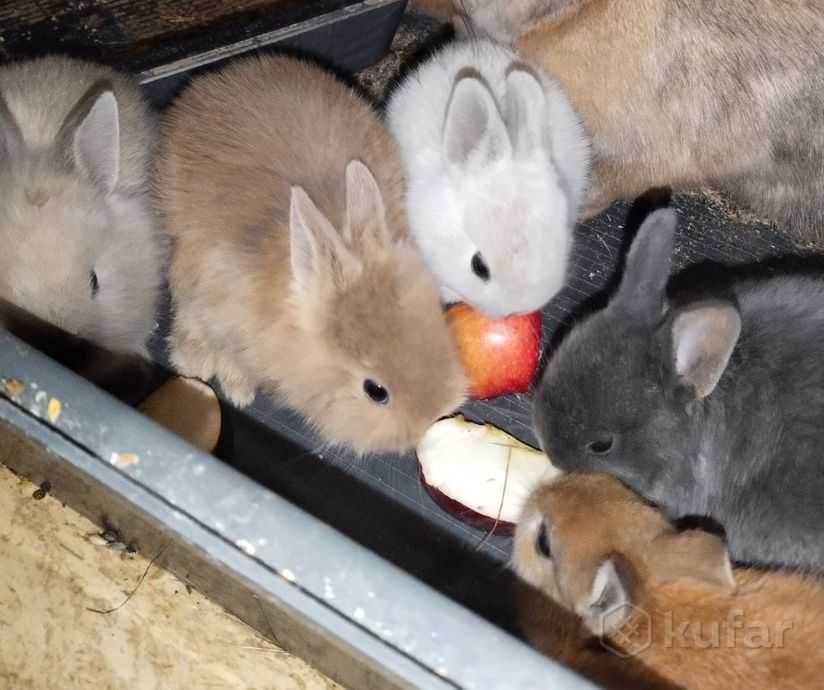 КРОЛИКИ - МИНИ. Домашние. Ручные. Красивые. Разные. Есть - КЛЕТКИ.