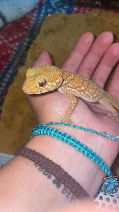 Gekon madagaskarski, Paroedura picta samiec