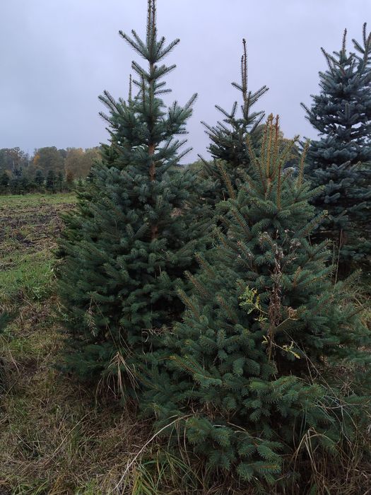Choinka ,Świerk , jodła kaukaska