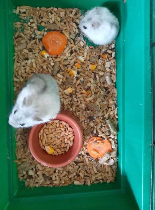 Джунгарский хомяк