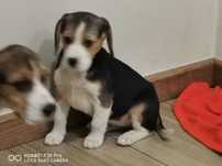 Beagle piękny piesek 8 tygodni