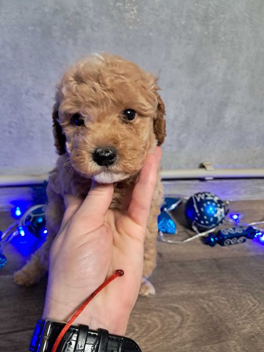 Продам міні мальтипу F1