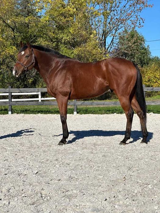 Koń do rekreakcji wałach 7 lat