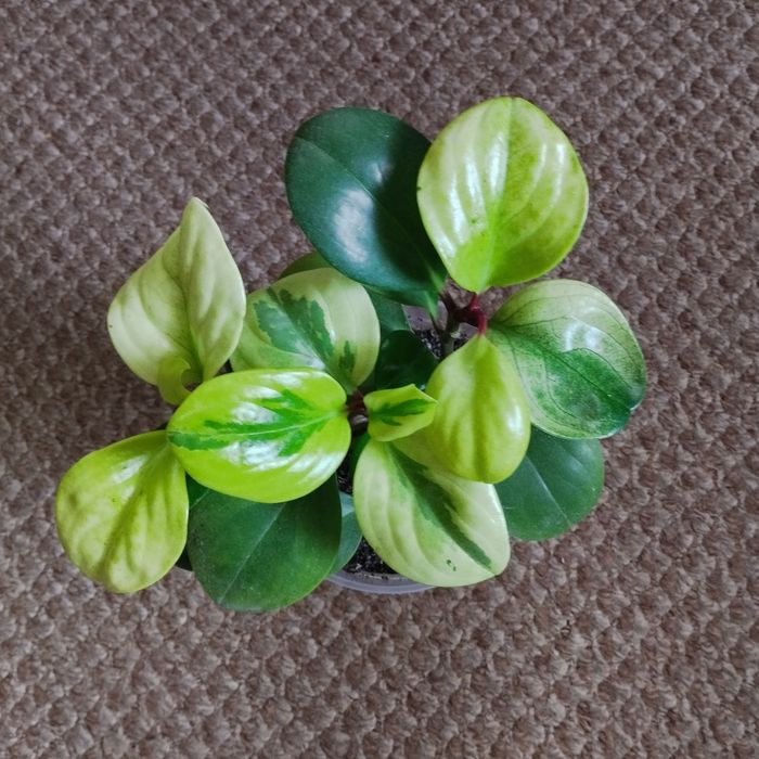 Кімнатні рослини