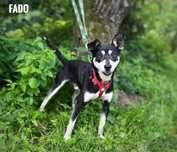 Pinczer mix, 1,5 roczny, 7 kg Fado. Adopcja